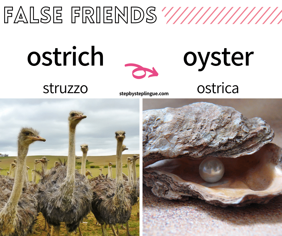 False friends inglese italiano ostrich oyster ostrica