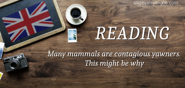 reading Many mammals are contagious yawners title