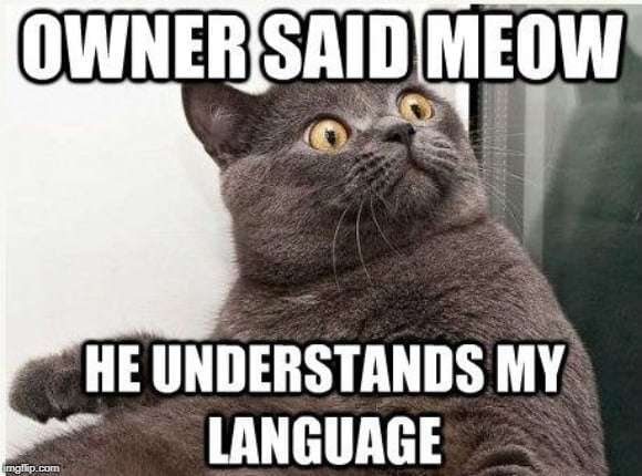 Owner said meow! He understands my language!